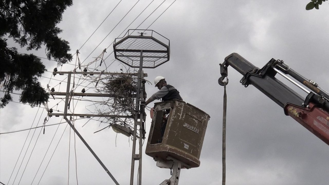 Sinop'ta Leyleklerin Güvenliği İçin Yapay Platformlar Yerleştiriliyor