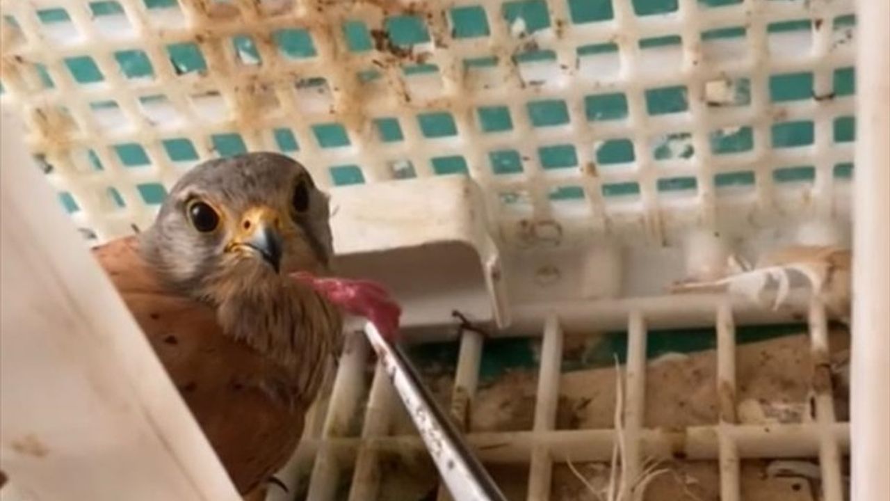 Şırnak'ta Tedavi Edilen Kerkenez ve Ev Kırlangıcı Doğaya Salındı