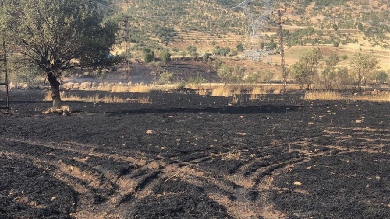 Şırnak'ta Yangın, 50 Dönüm Buğday Alanını Yok Etti