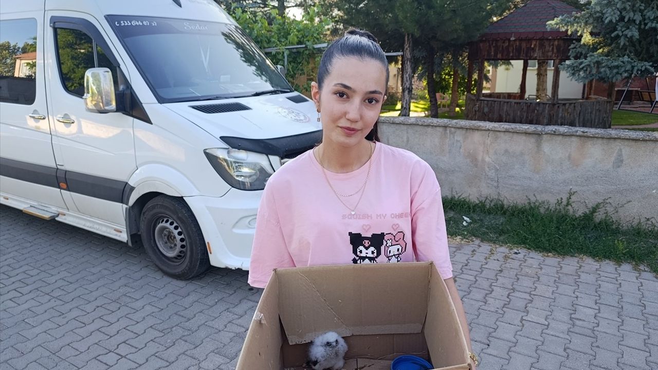 Sivas'ta Yavru Kızıl Şahin Koruma Altına Alındı