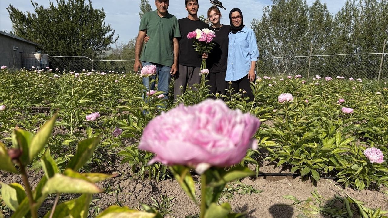 Sivas'taki Kadın Girişimci Şakayık Hasadına Başladı