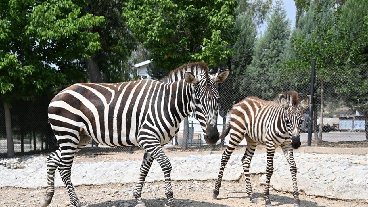 Tarsus Doğa Parkı'nda Yeni Yavru Hayvanlarla Artan Popülasyon