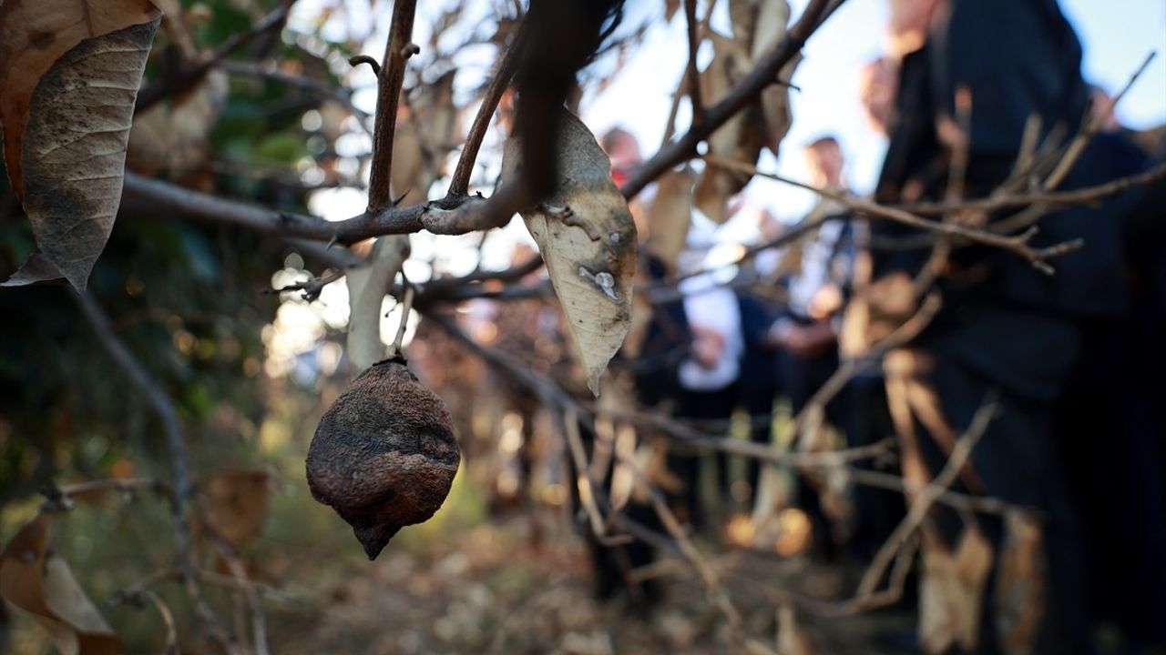TBMM Zirai Don Komisyonu Mersin'deki Narenciye Bahçelerini İnceledi