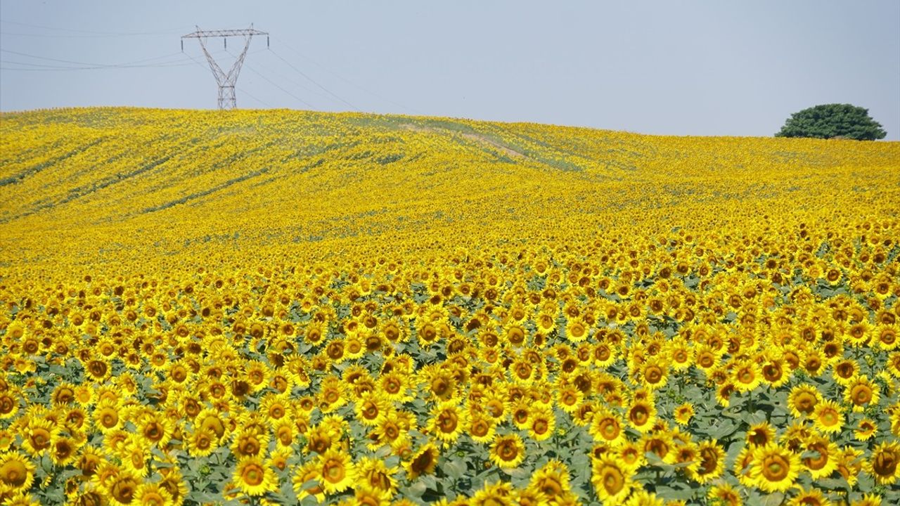 Tekirdağ'da Ayçiçekleri Doğayı Sarıya Bürüdü