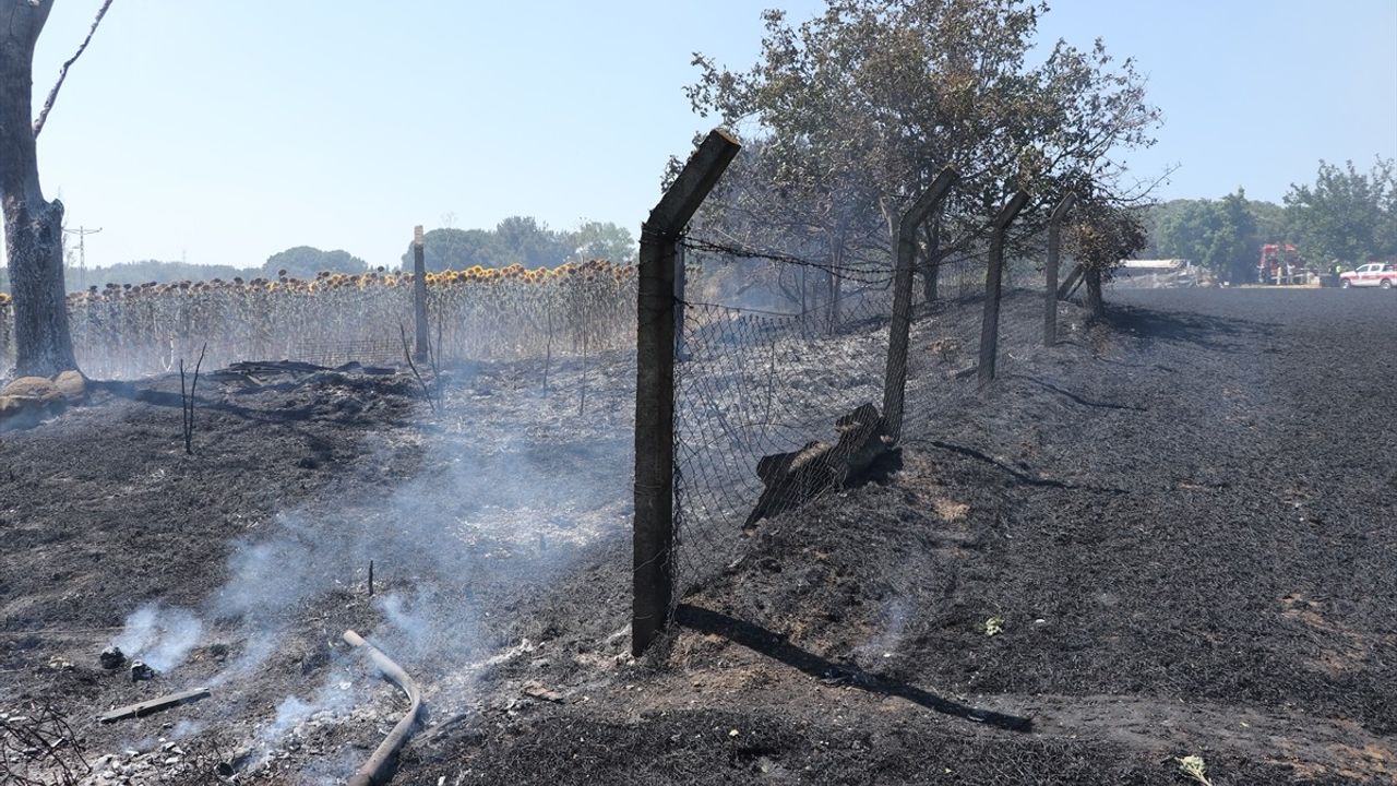 Tekirdağ'da Buğday Tarlasında Başlayan Yangın İki Eve Sıçradı