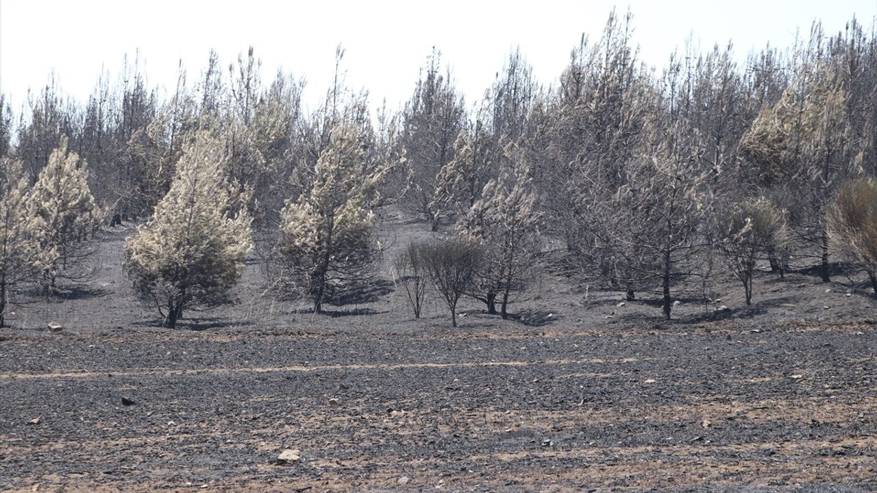 Tekirdağ'da Orman Yangını Kontrol Altına Alındı: 22 Hektar Zarar Gördü