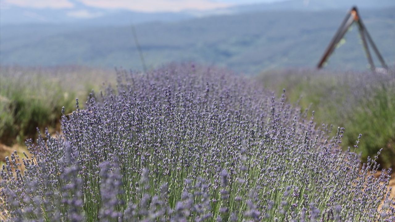Tekirdağ'daki Lavanta Tarlaları Turizm Sezonuna Hazır