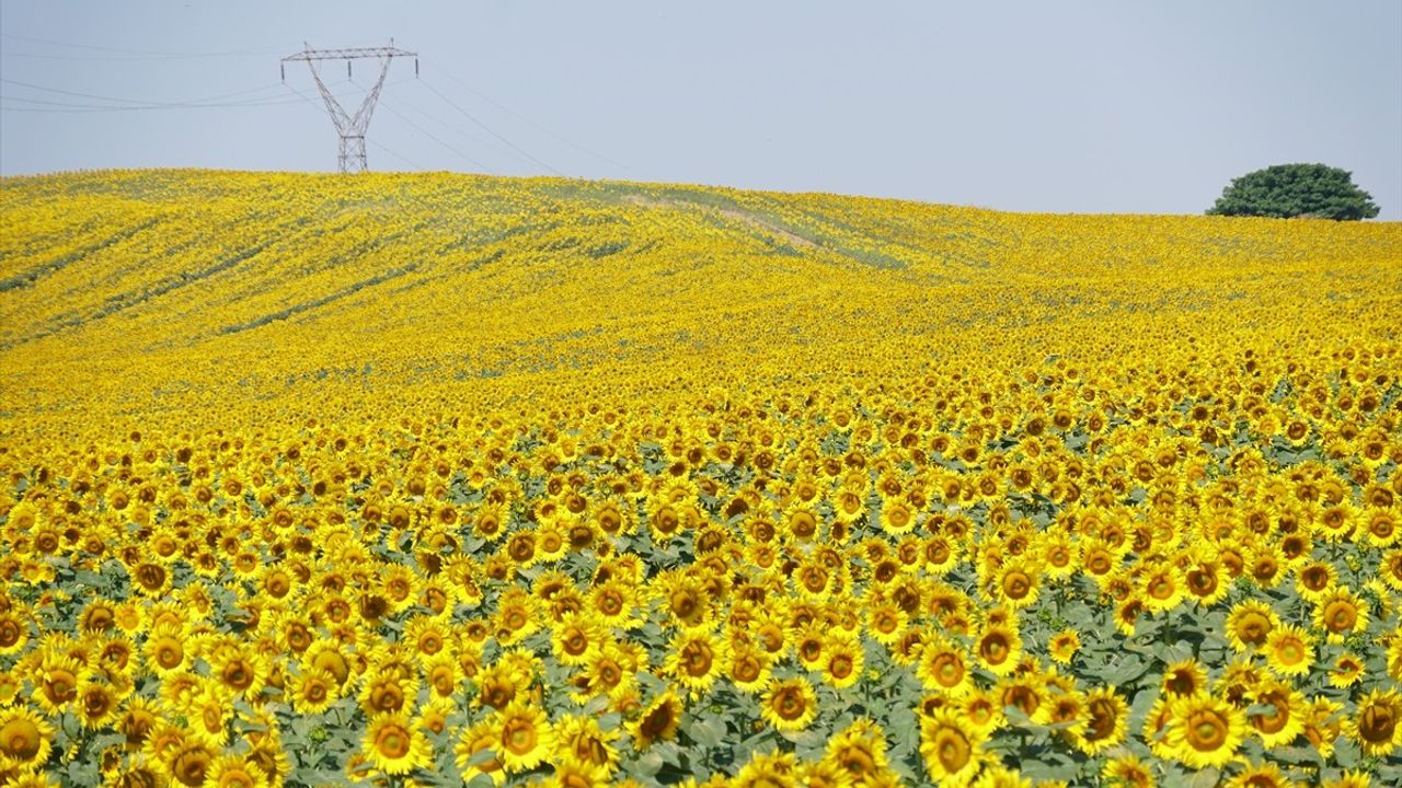 Tekirdağ'daki Lavanta ve Ayçiçeği Tarlaları Turizmi Canlandırıyor