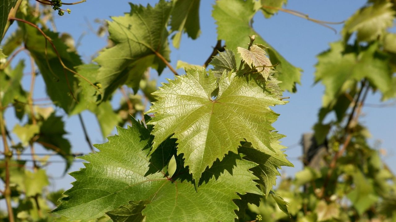Tekirdağ'ın Tescilli Yapıncak Asma Yaprağında Hasat Süreci Başladı