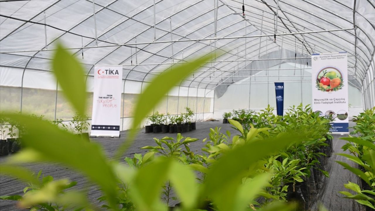 TİKA, Azerbaycan'da Çay ve Narenciye Fidesi İle İlgili İki Yeni Sera Kurdu