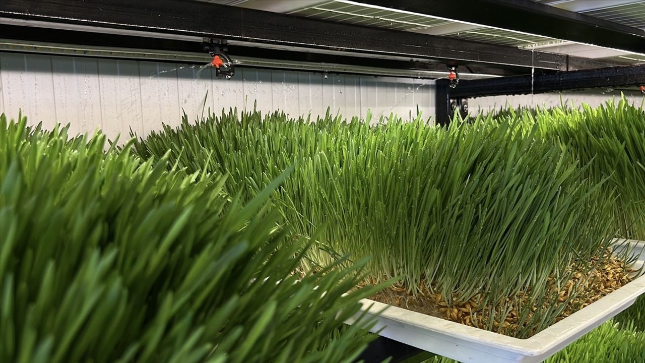 TİKA'nın Libya'da Hayvancılık İçin Taze Yem Projesi