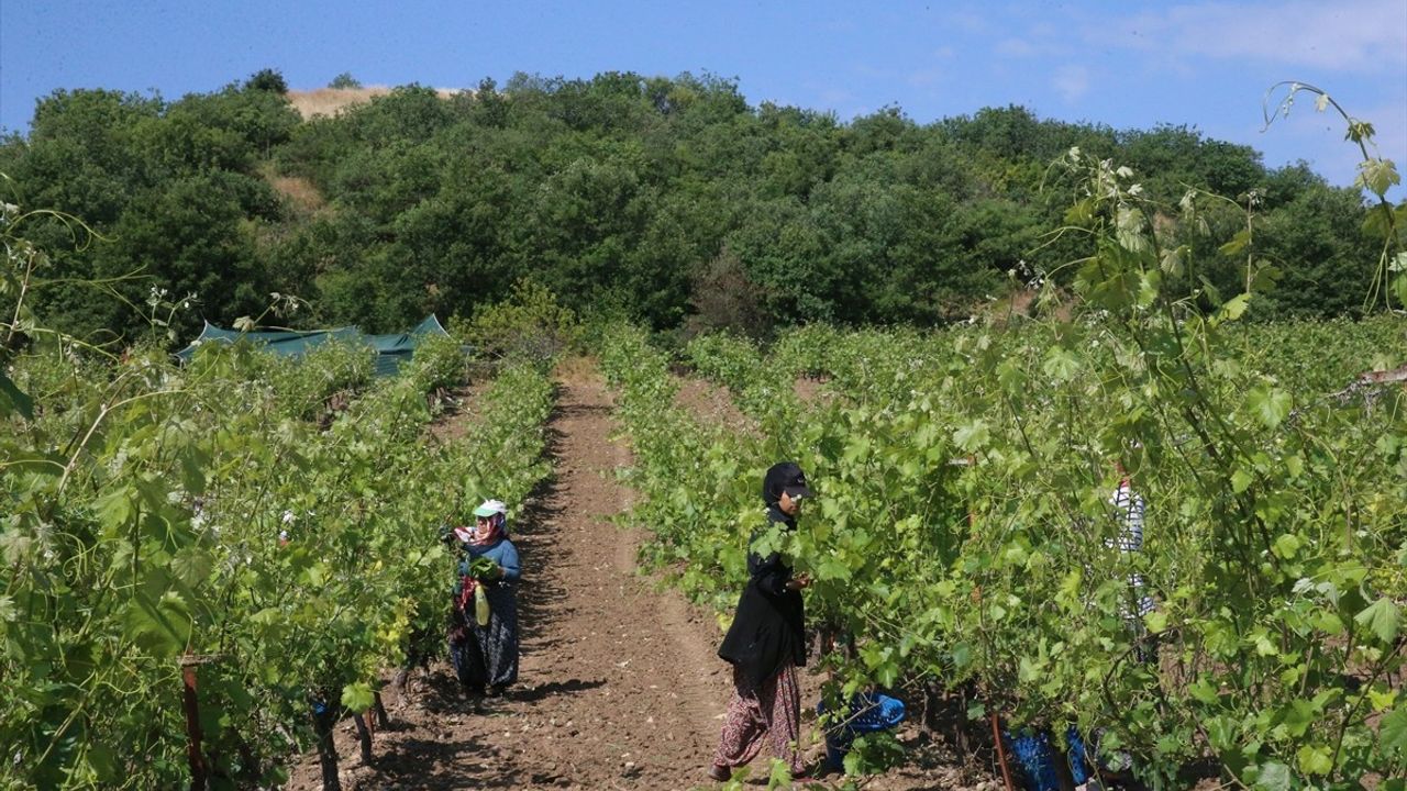 Tokat'ta Coğrafi İşaretli Narince Bağ Yaprağı Hasadı Devam Ediyor