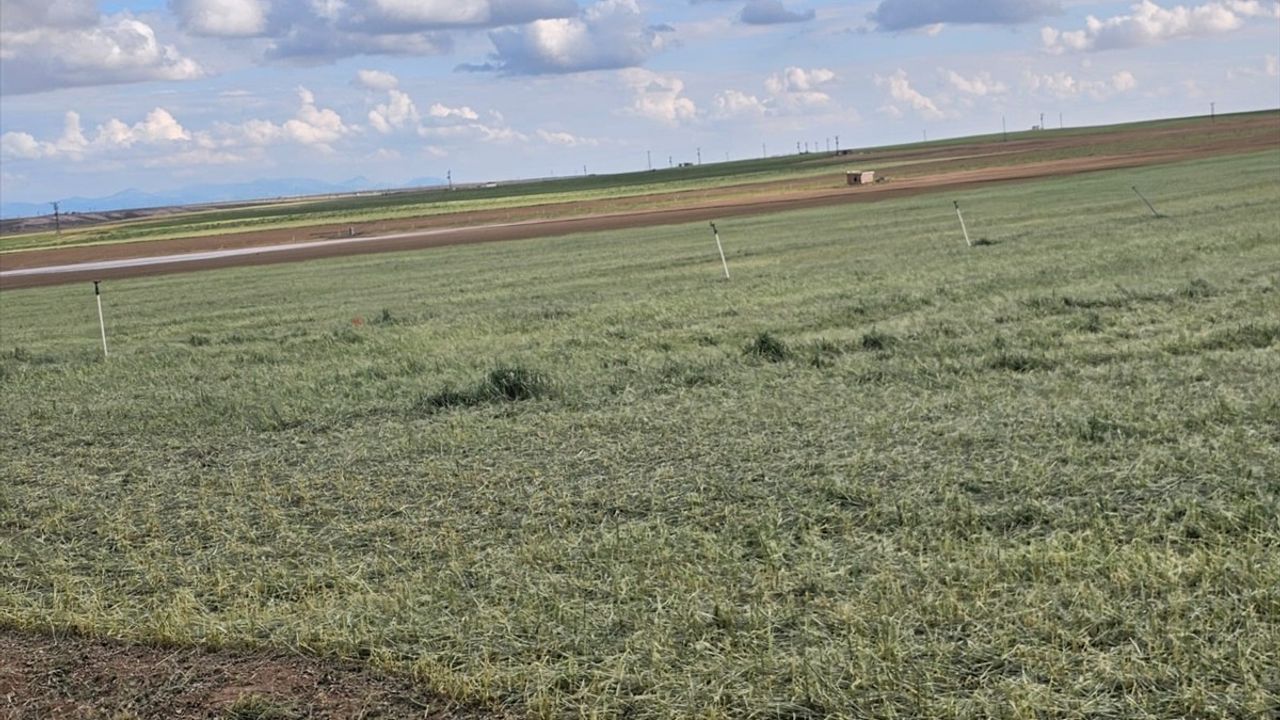 TZOB Genel Başkanı Bayraktar, Aksaray'daki Zirai Dondan Etkilenen Tarım Alanlarını İnceledi