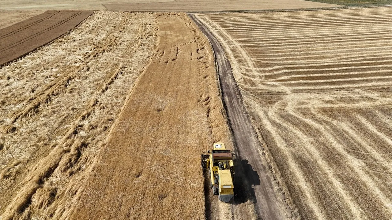 Uşak'ta Kuraklığa Dayanıklı Arpa ve Buğday Tohumlarının Hasadı Yapıldı