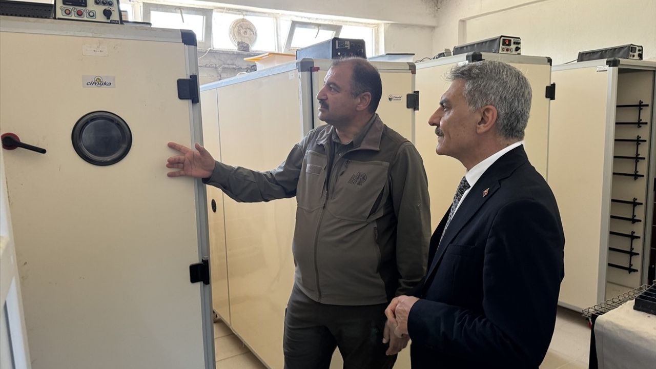 Yozgat'ta 18 Yılda 216 Bin Kınalı Keklik Üretildi