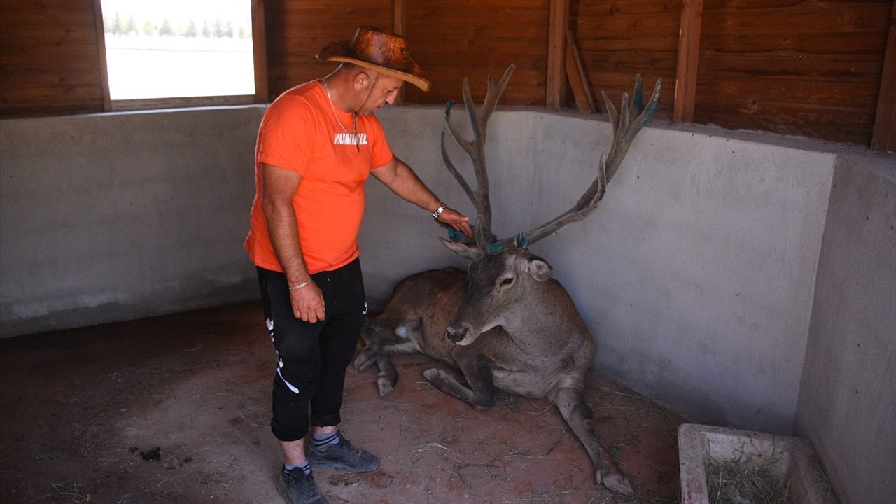 Afyonkarahisar'da Geyik, Hayvanat Bahçesi'nin Yeni Üyesi Oldu