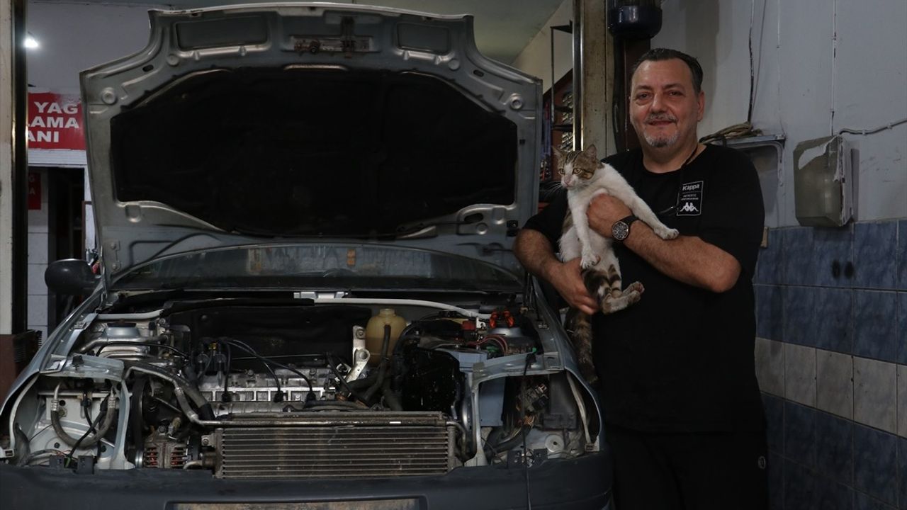 Akçaabat'ta 'Psikopat' Kedisi Sanayi Esnafının Maskotu Oldu