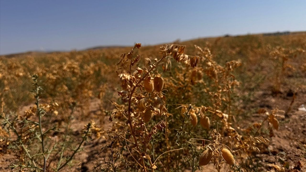 Aksaray'da Belediyenin Hasat Ettiği Nohut İhtiyaç Sahiplerine Dağıtılacak