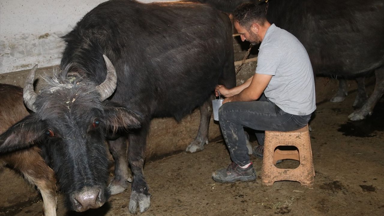Amasya'da Manda Yetiştiriciliğiyle Yeni Bir Hayat Kuruyorlar