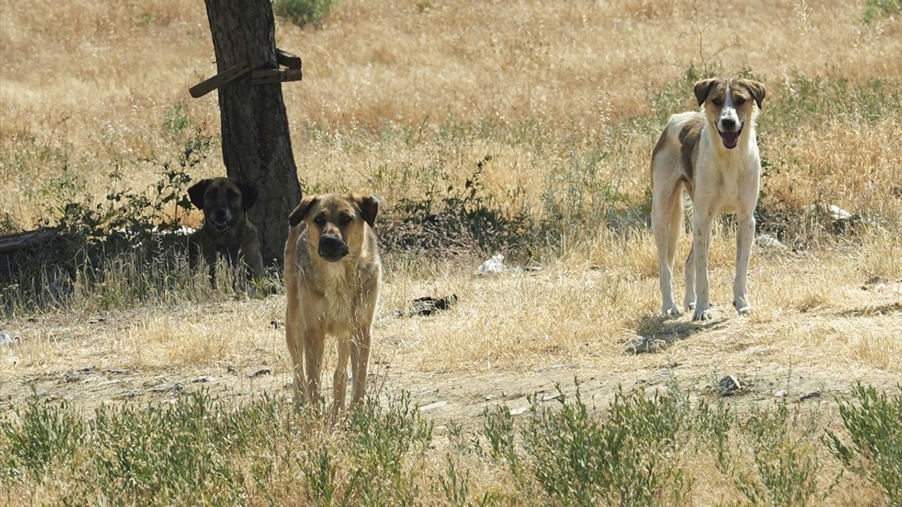Ankara'da Sahipsiz Köpeklerin Saldırısı Genç Bir Gence Zarar Verdi