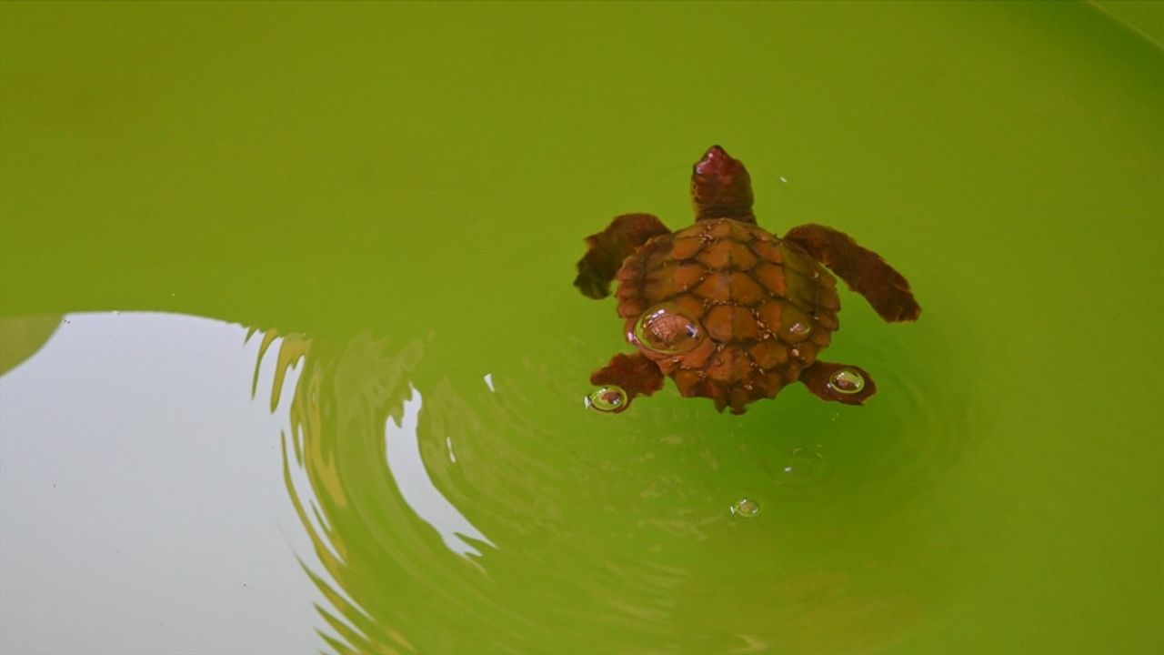 Antalya'da Deniz Kaplumbağası Sahil Güvenlik Tarafından Kurtarıldı