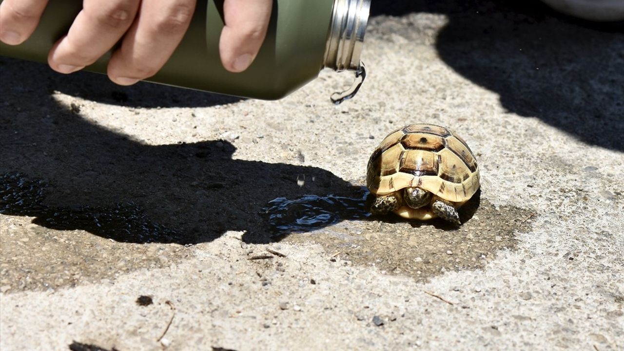 Antalya'nın Muratpaşa İlçesindeki Orman Yangını Kontrol Altına Alındı