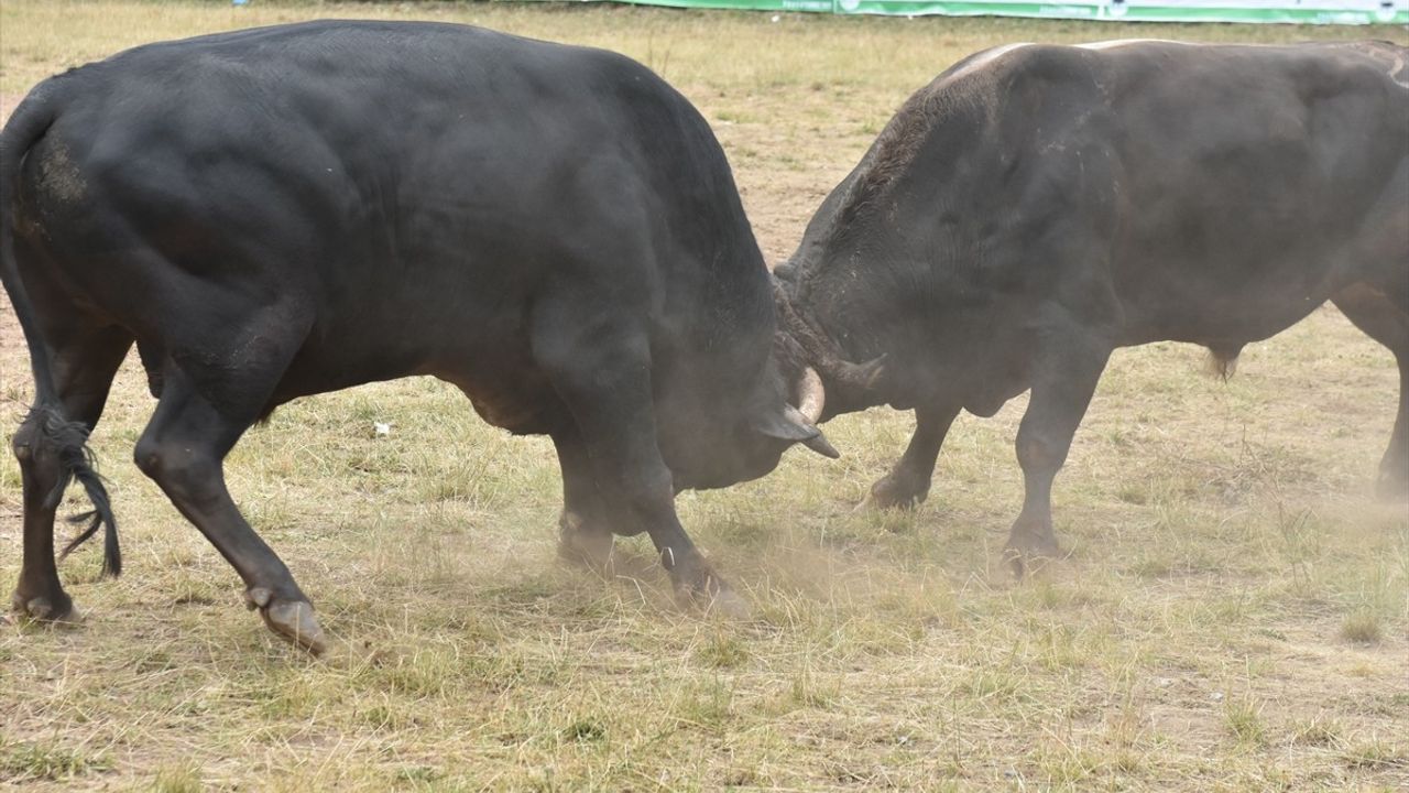 Artvin'de 44. Kafkasör Kültür, Turizm ve Sanat Festivali Boğa Güreşleri ile Devam Ediyor