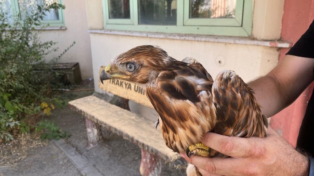 Aşırı Sıcaklar Yaban Hayvanlarını Olumsuz Etkiliyor