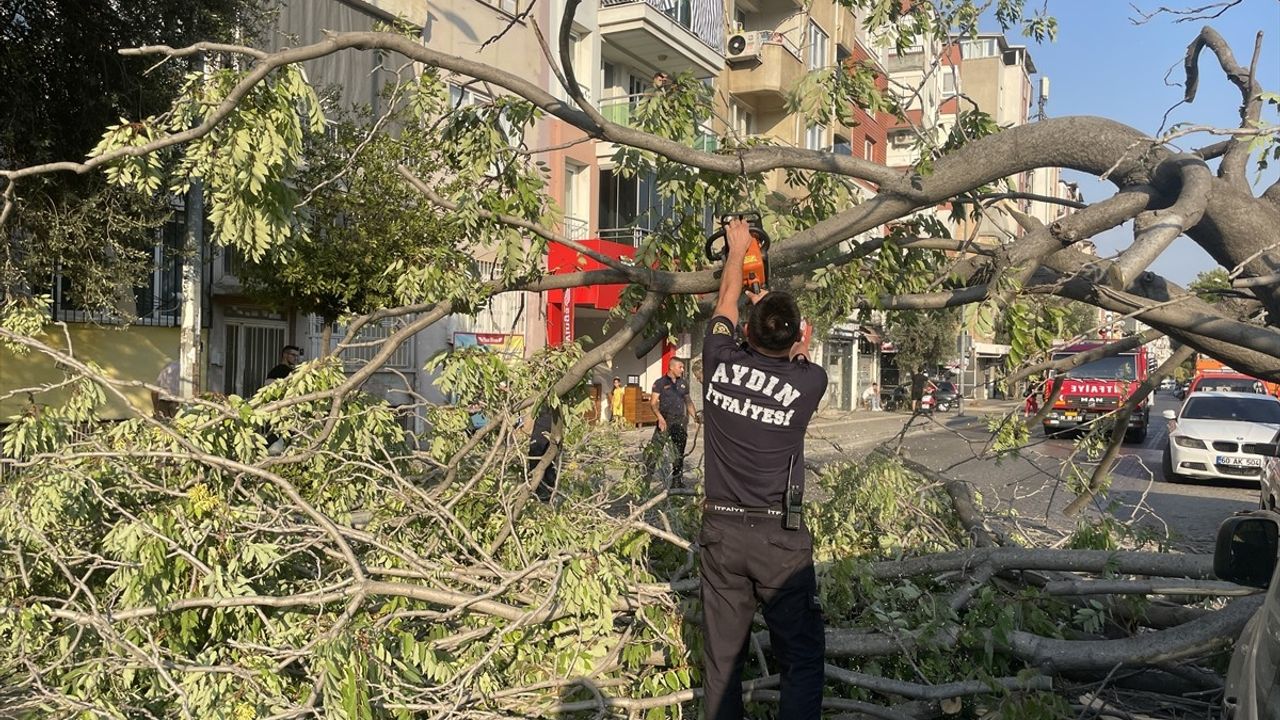 Aydın'da Ağaç Devrildi, İki Otomobil Zarar Gördü