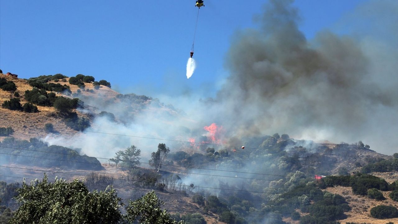 Aydın'ın Efeler İlçesinde Zeytinlik Alanda Yangın
