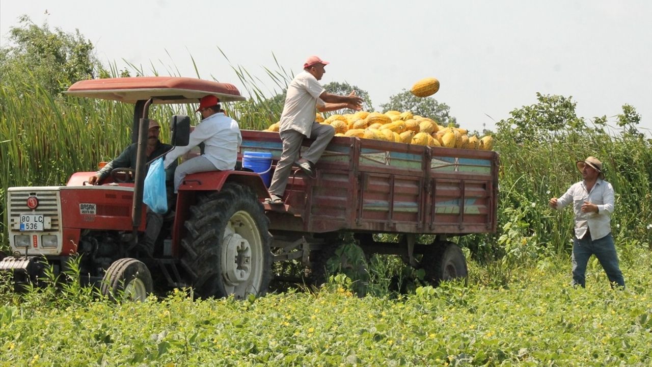 Bafra Ovası'nda 50 Bin Ton Kavun Rekoltesi Bekleniyor