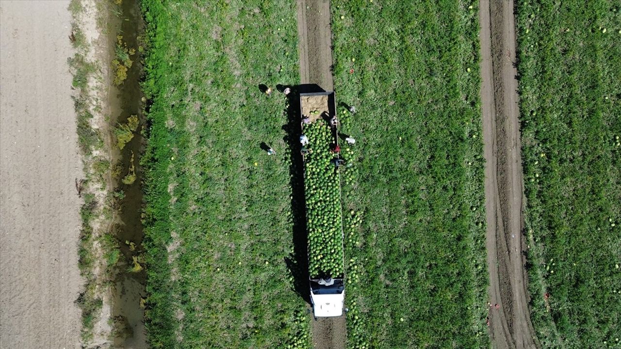 Bafra Ovası'nda 94 Bin 500 Ton Karpuz Rekoltesi Bekleniyor