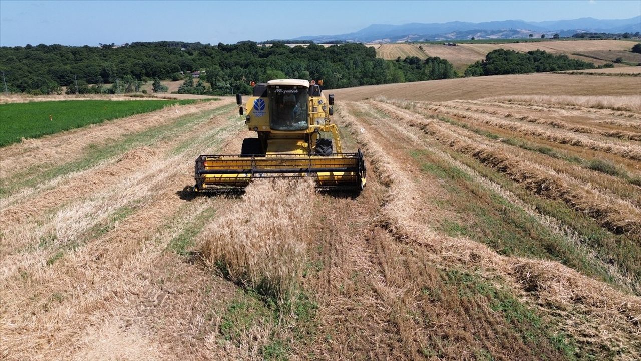 Bafra Ovası'nda Hububat Hasadına Başlandı
