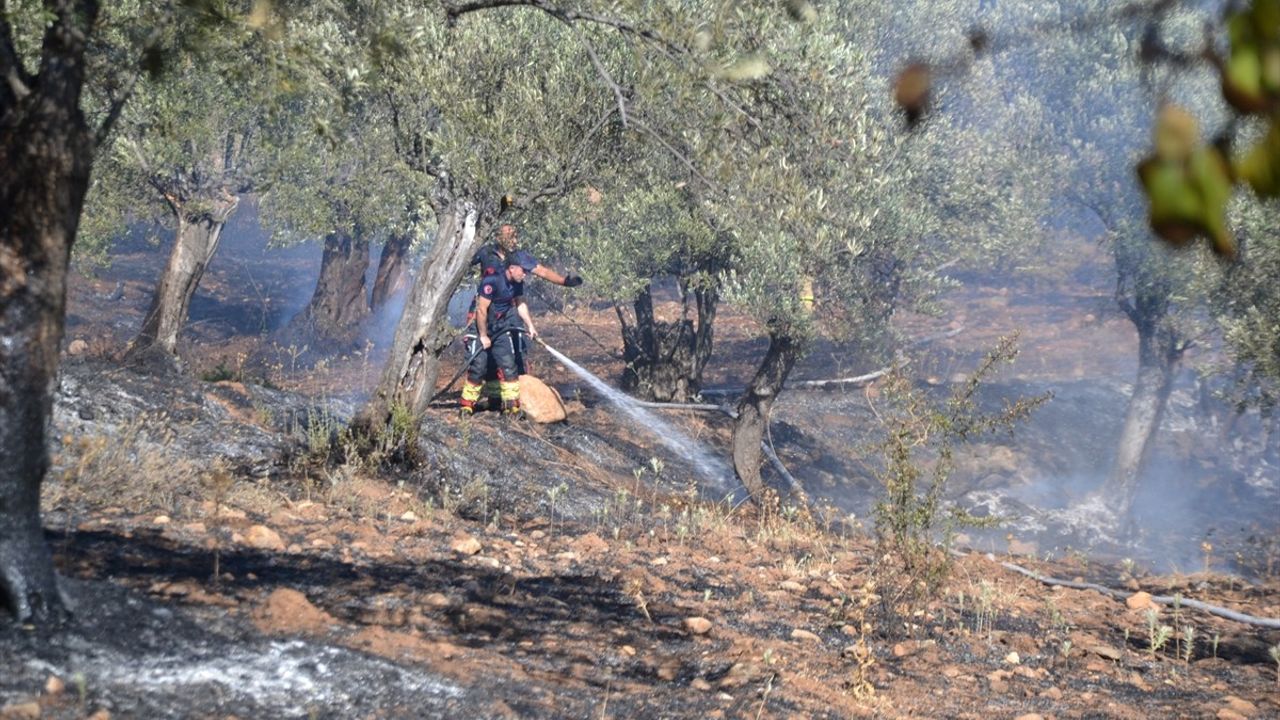 Balıkesir'de Zeytinlik Yangını Kontrol Altına Alındı