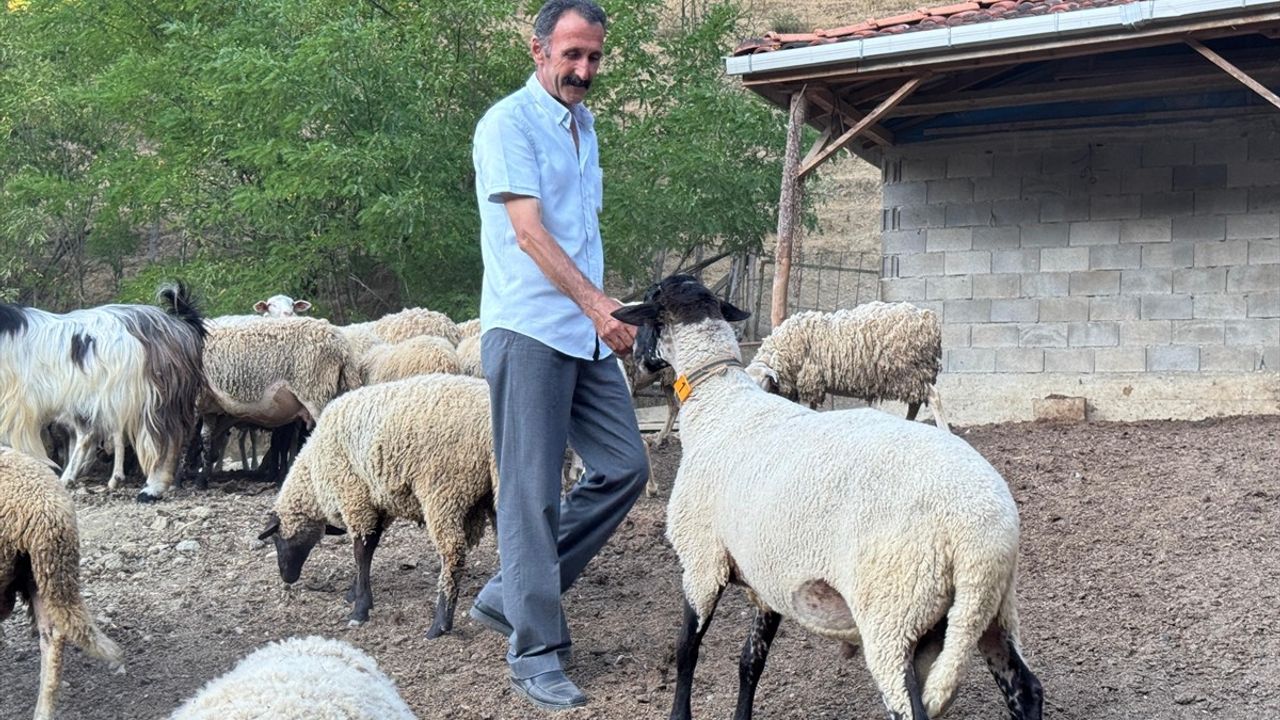 Bartın'da Dron ile Koyun Sürüsü Kurt Saldırısından Korundu