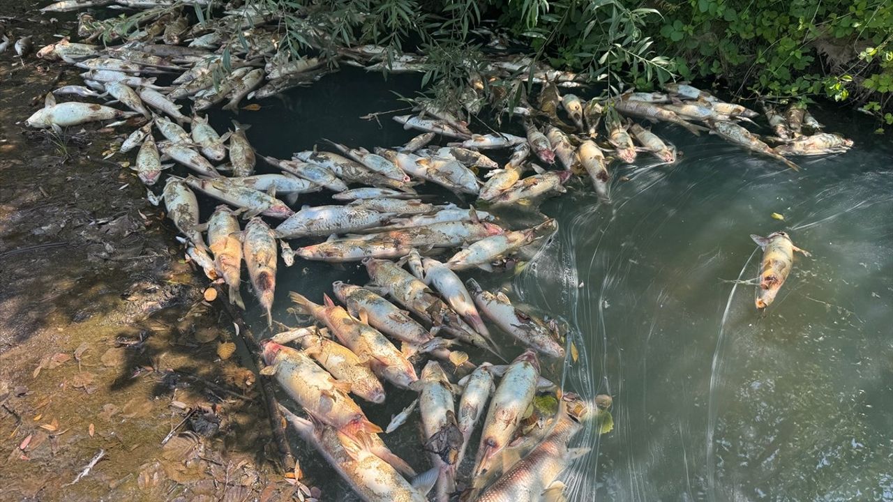 Bartın'da Toplu Balık Ölümlerine Yönelik İnceleme Başlatıldı