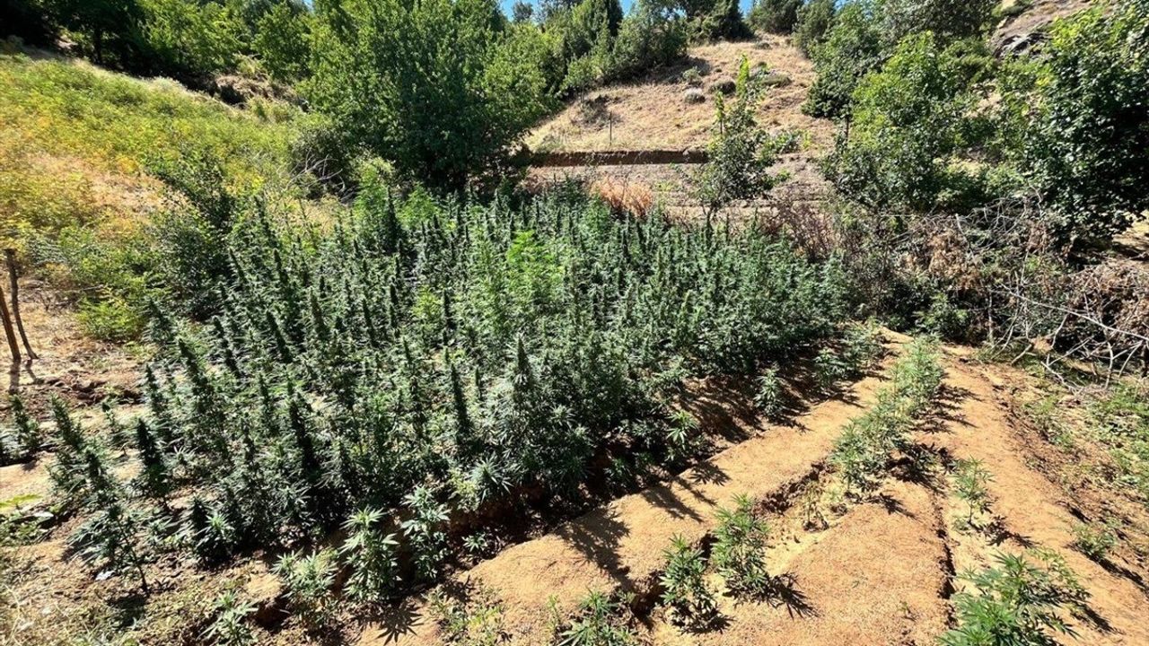 Bingöl'de Uyuşturucu Operasyonu: Bin 651 Kök Hint Keneviri Ele Geçirildi