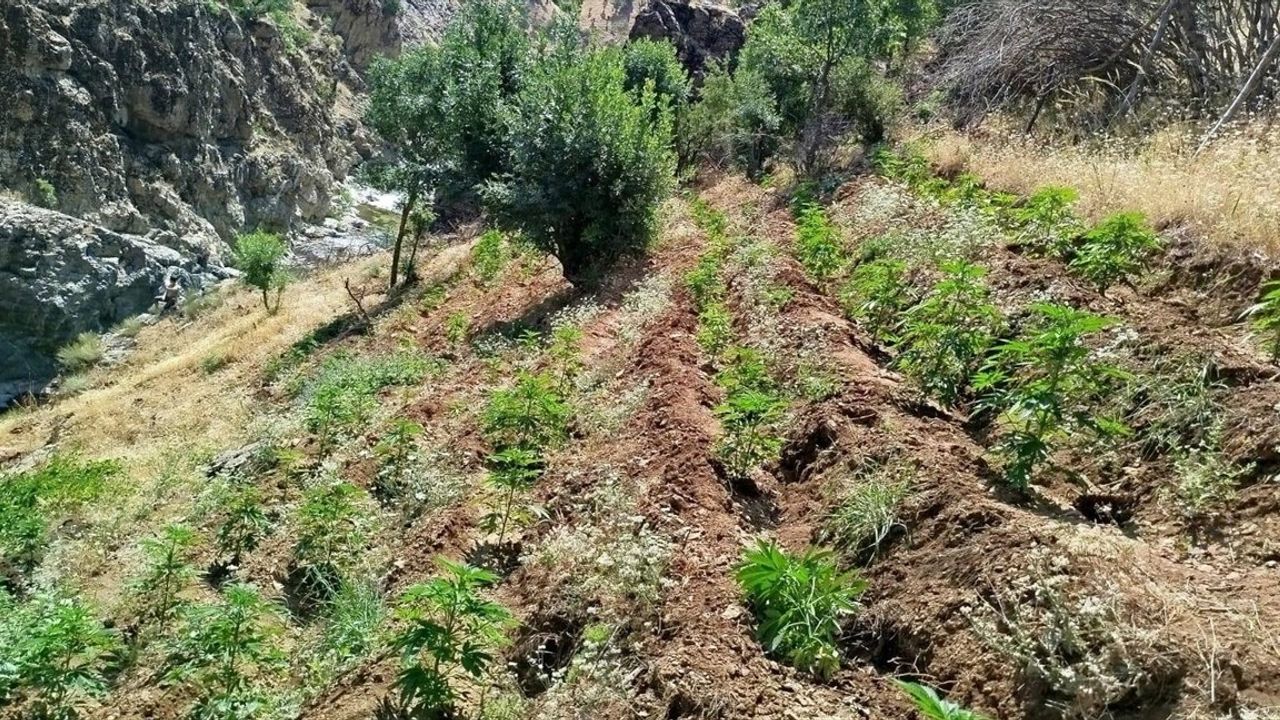 Bingöl'ün Genç İlçesinde 5 Bin 990 Kök Hint Keneviri Ele Geçirildi