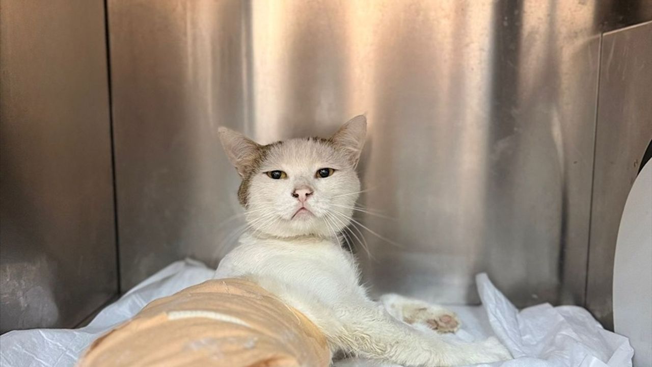 Burdur'da Kedinin Omuriliğinden Havalı Tüfek Saçması Çıkarıldı