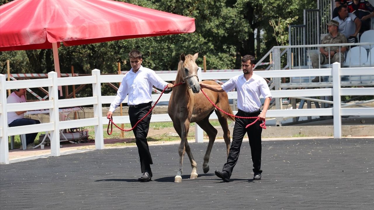 Bursa'da Arap Tayı Satışlarından 23 Milyon Lira Gelir Elde Edildi