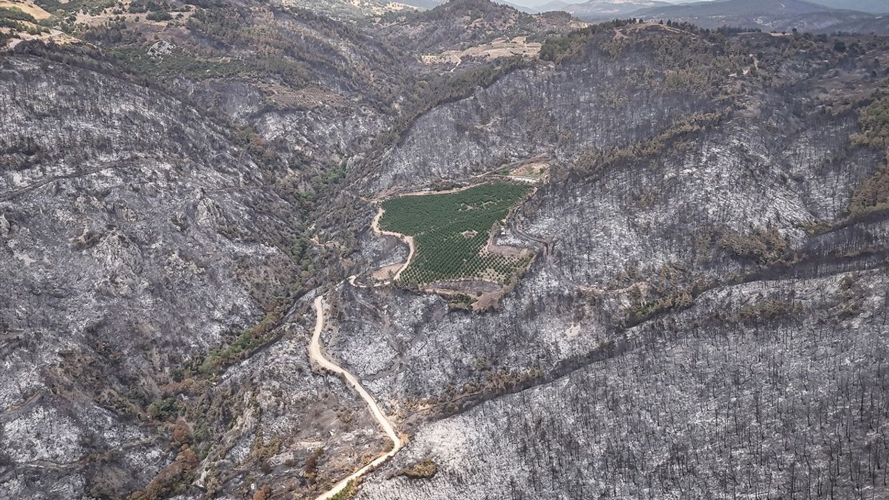Bursa'daki Orman Yangınına Rağmen Nektarin Bahçesi Korundu