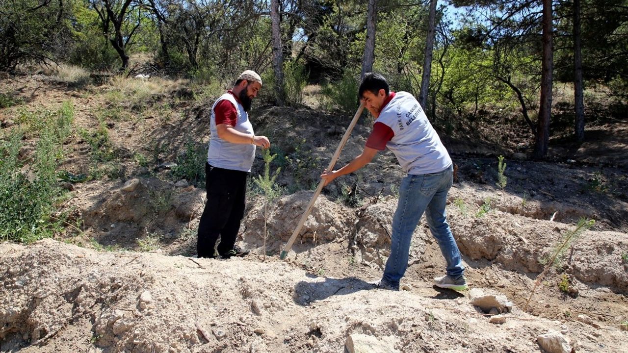 Çankırı'da Her Bebek ve Çift İçin Fidan Dikimi Projesi Başlatıldı