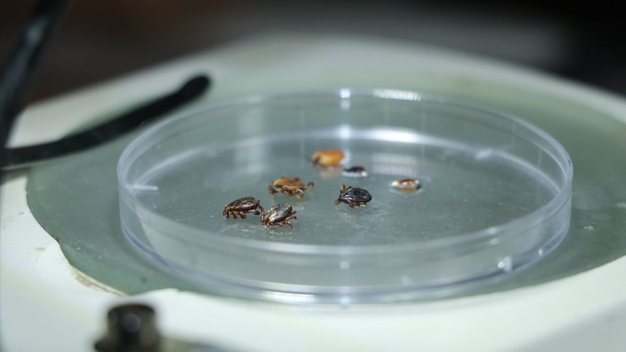 Çankırı'da Keneler ve Kene Kaynaklı Hastalıklar Sempozyumu Düzenlendi