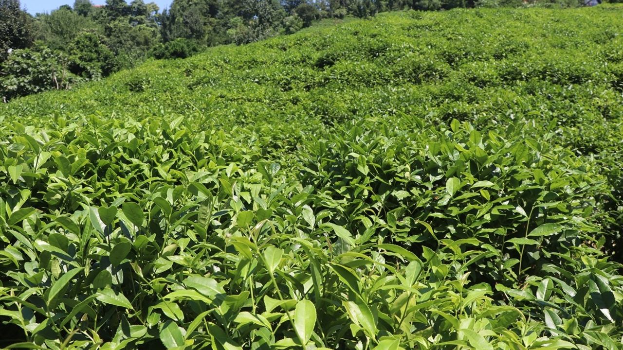 ÇAYKUR'dan Üreticilere Çay Hasadı Uyarısı: Aşırı Alım Yapmayın