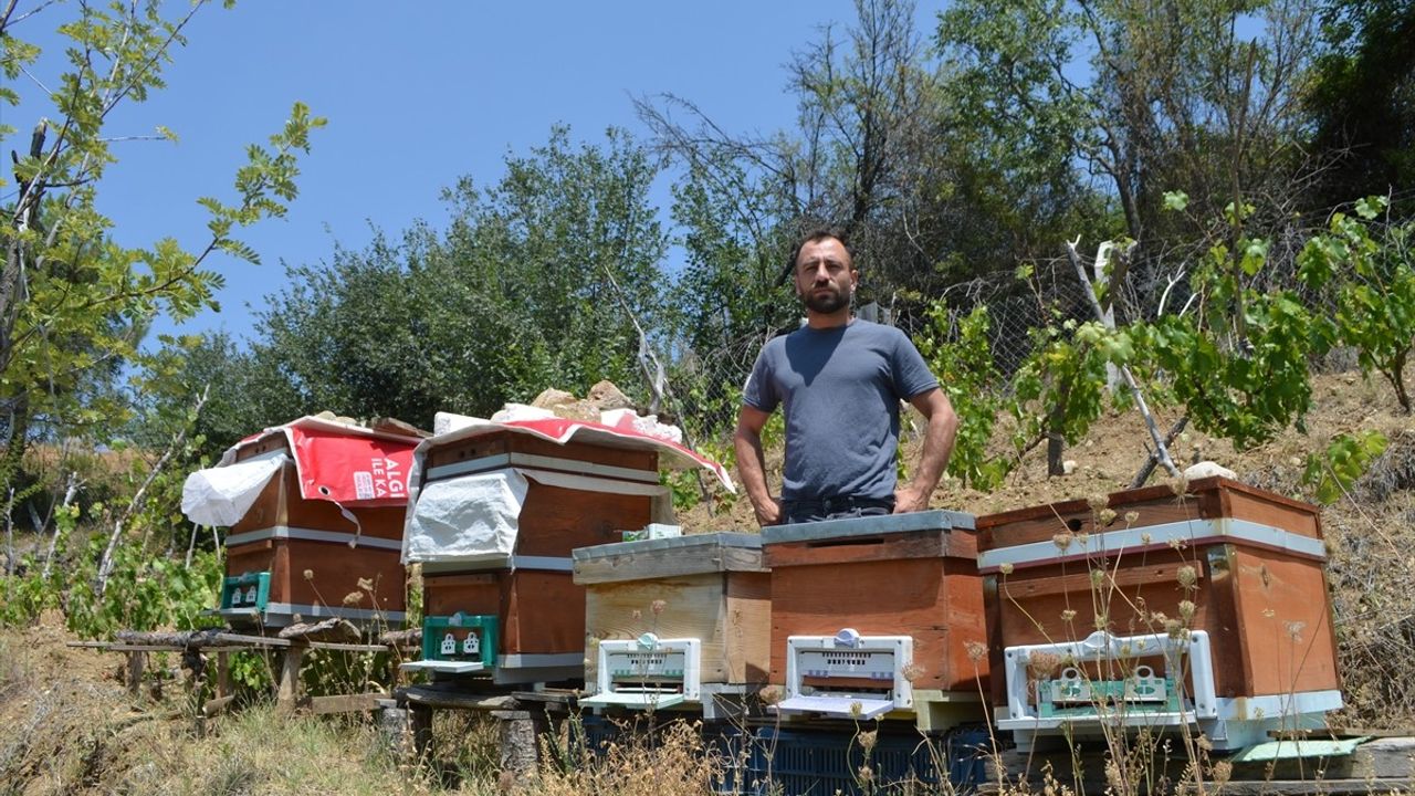Çorum'da Ayıların Arı Kovanlarına Zarar Vermesi Sorunu Artıyor