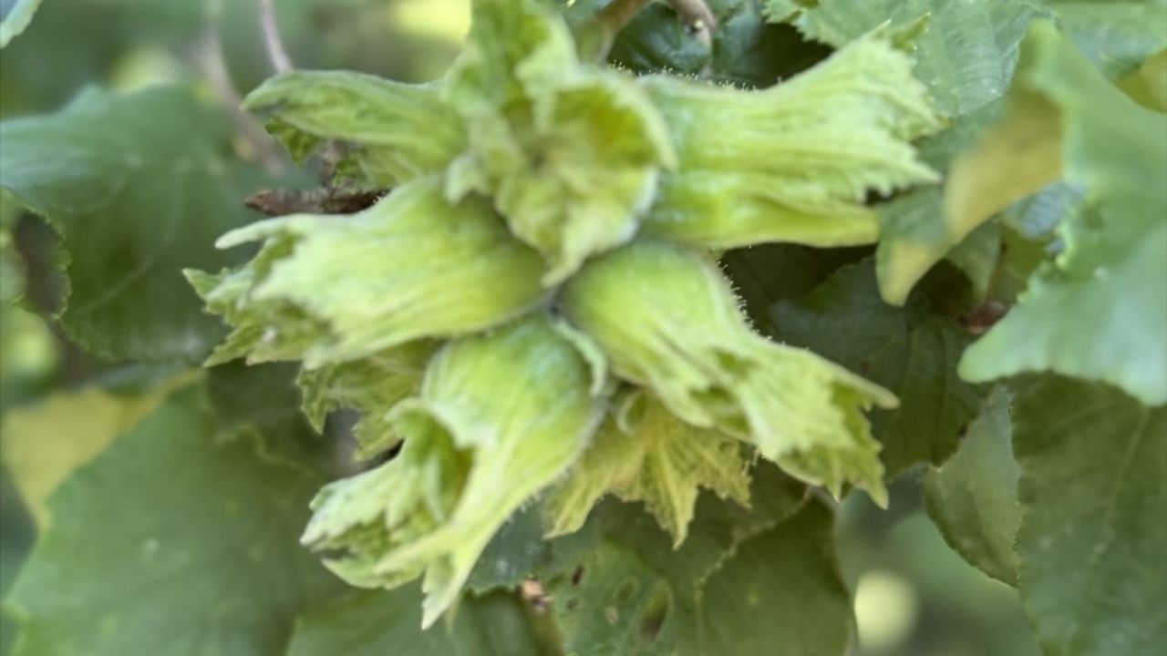Düzce'de Fındık Hasadı 9, 15 ve 23 Ağustos'ta Başlayacak