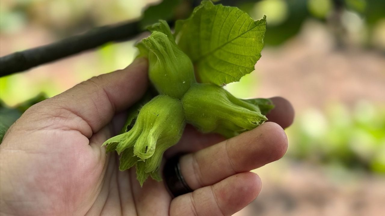 Düzce'den AB Ülkelerine 13 Bin 461 Ton İç Fındık İhracı Gerçekleştirildi