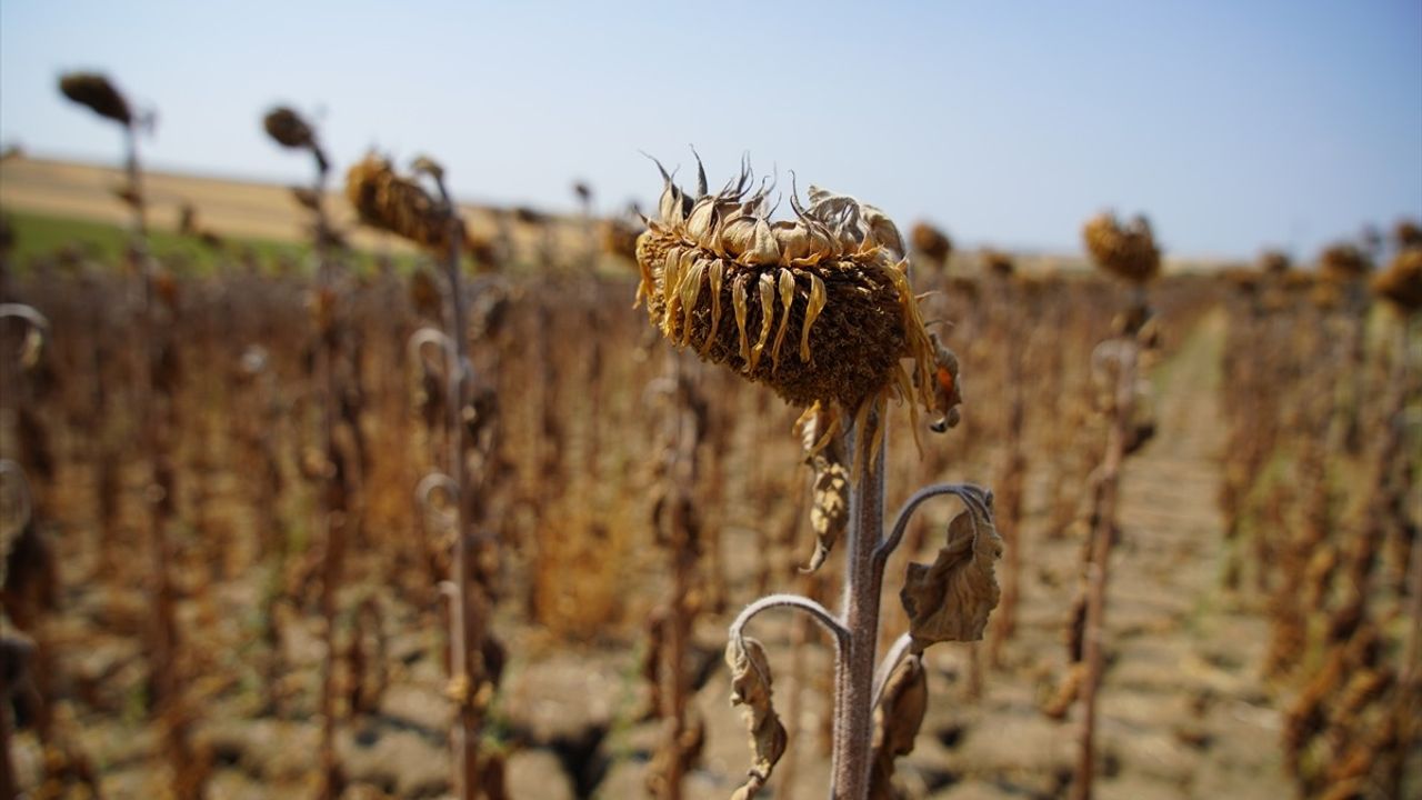 Edirne'de Aşırı Sıcaklar Ayçiçeği Hasadını Erken Başlattı