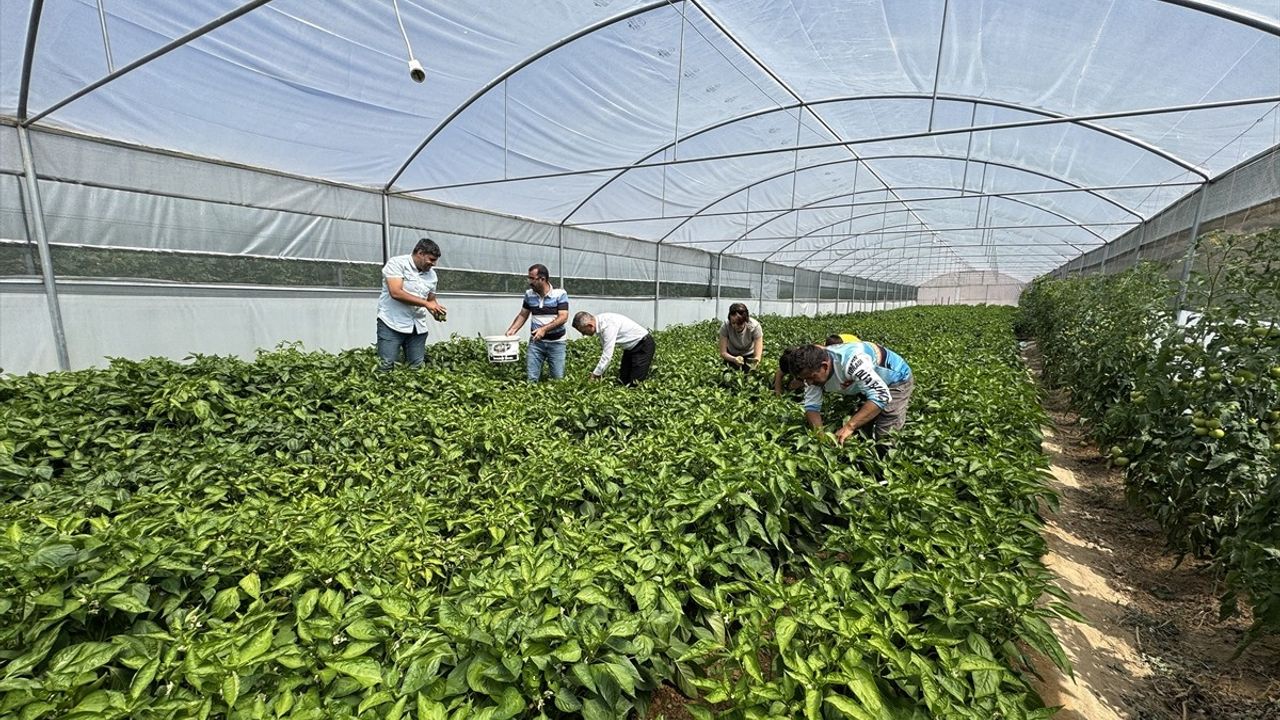 Elazığ'da Keban Biberi Devlet Desteği ile Seralarda Yetiştiriliyor