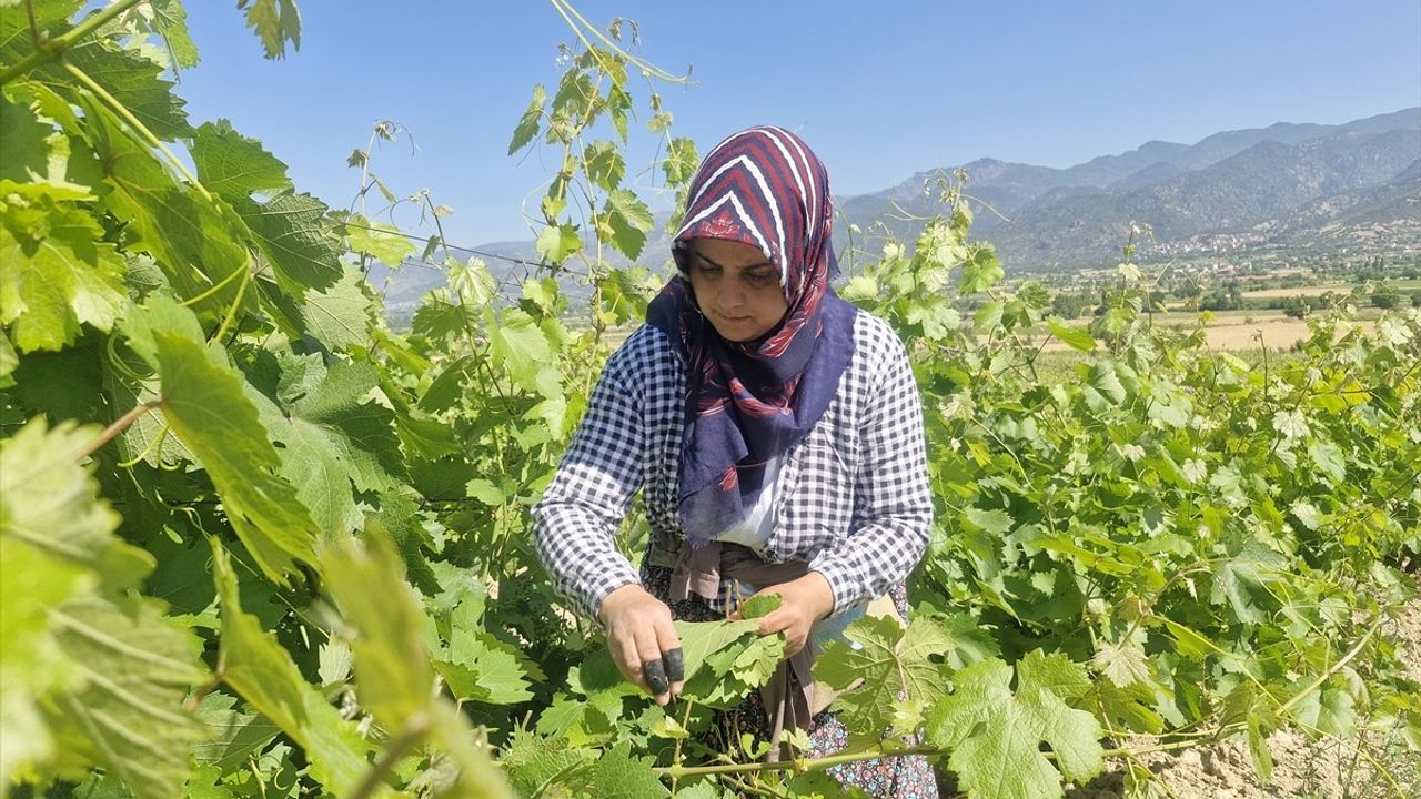 Erbaa Narince Bağ Yaprağından 2 Milyar Lira Gelir Bekleniyor